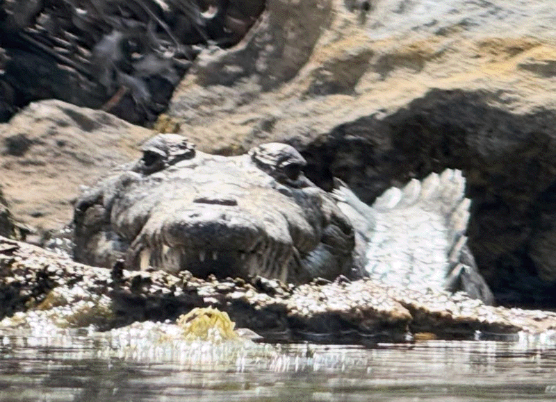 A menacing crocodile in a cenote