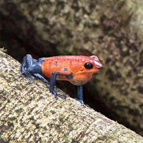 image of a small red dart frog taken in Costa Rica